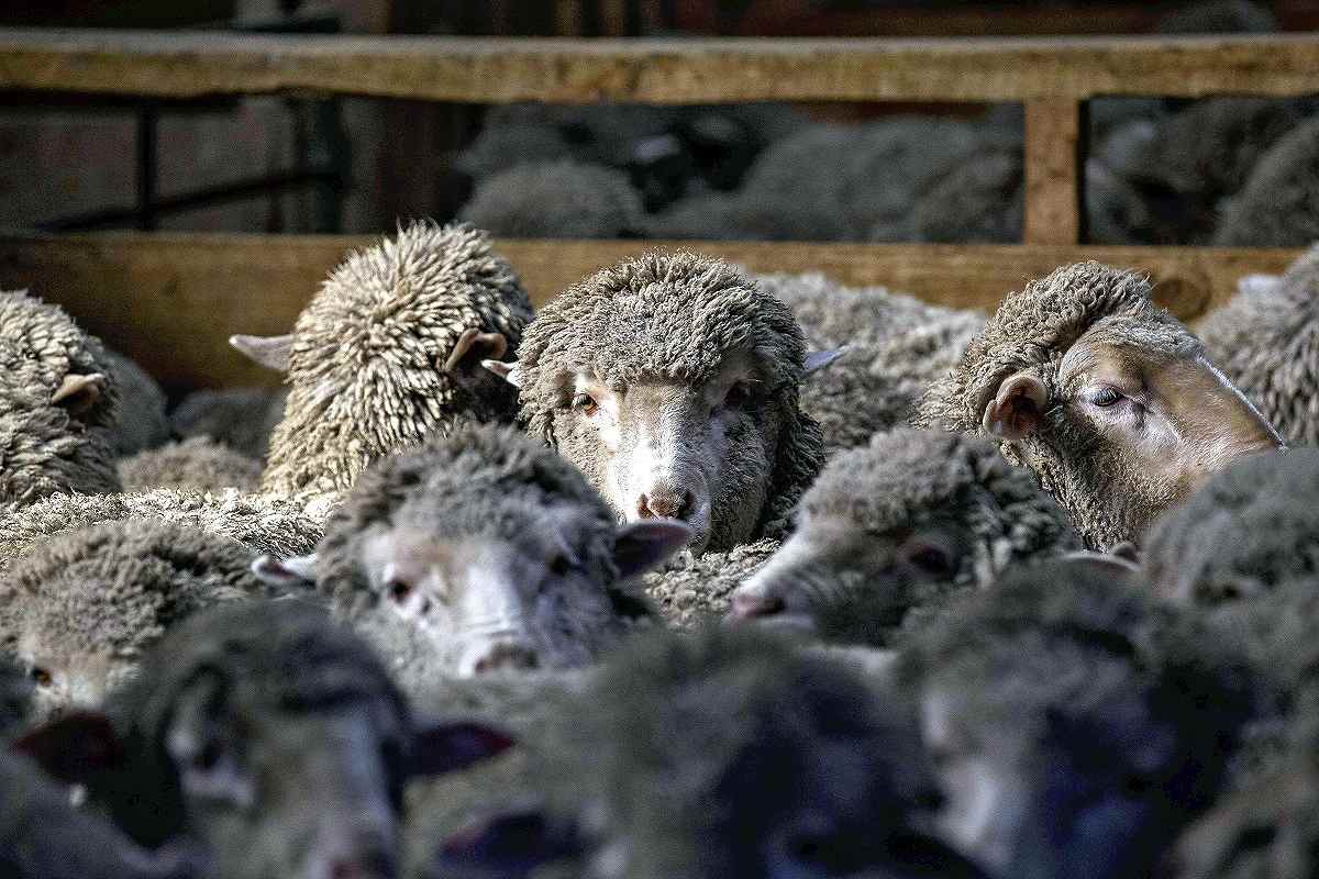 Shear Bliss for New Zealand’s Pampered Sheep - The Japan News
