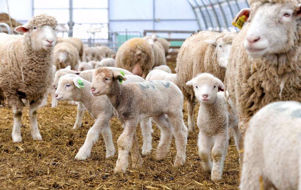 Yomiuri Shimbun Japanese Newspaper Britannicacom