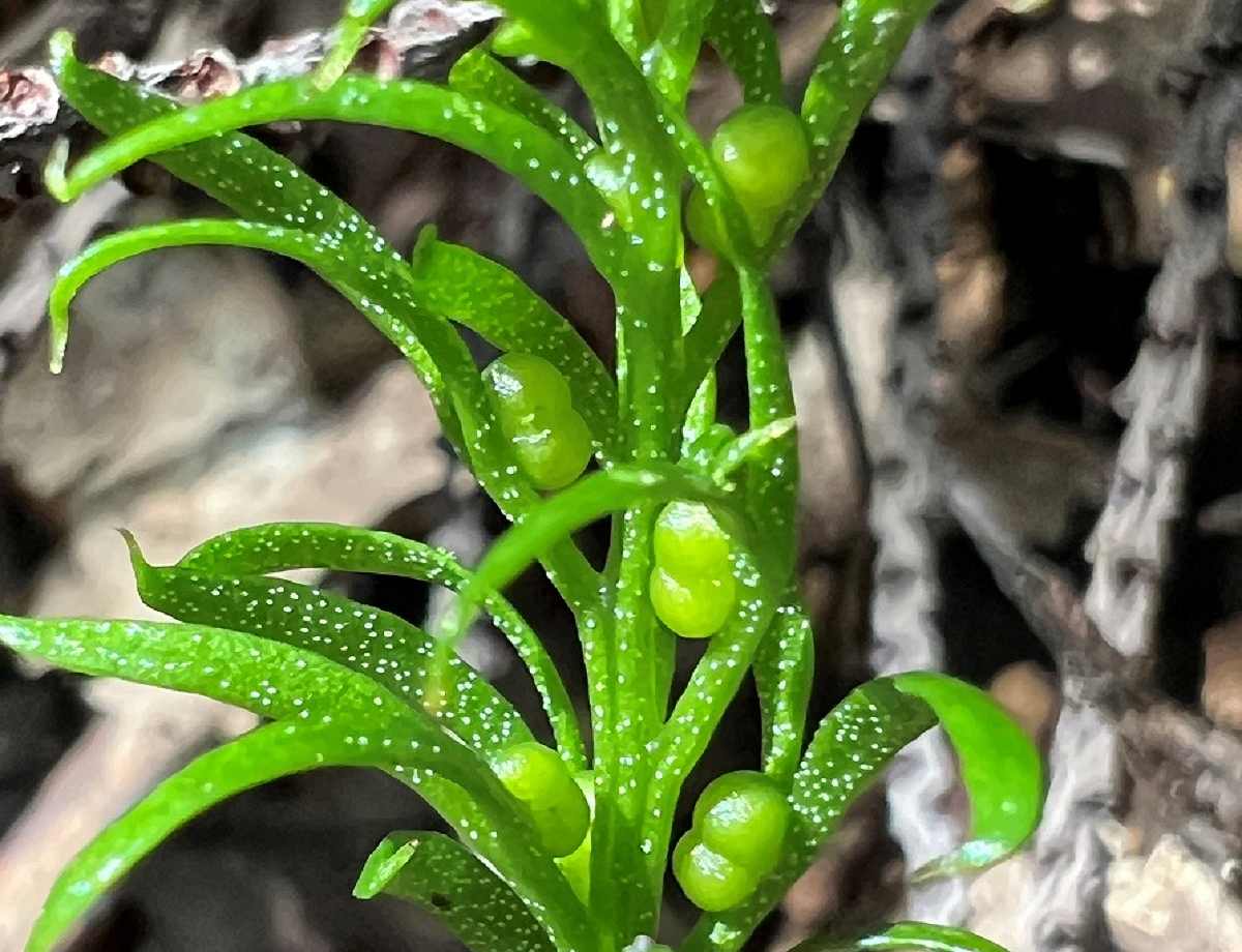 Fern From New Caledonia Boasts World’s Largest Genome - The Japan News