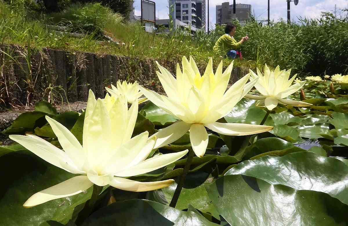 Water Lilies Bring Splash of Color to Maizuru Park, Fukuoka; Flowers will  Bloom Every Morning until End of August - The Japan News