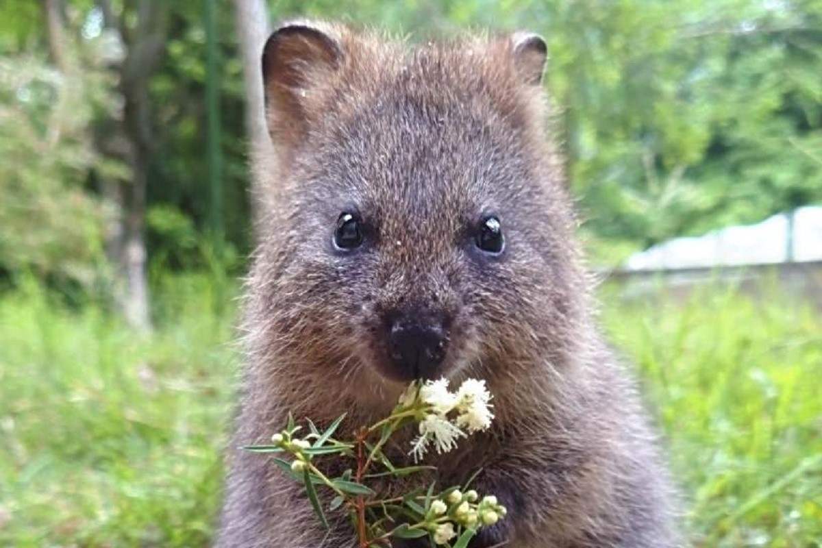 Saitama Children's Zoo Park to Launch Fundraiser for New Quokka