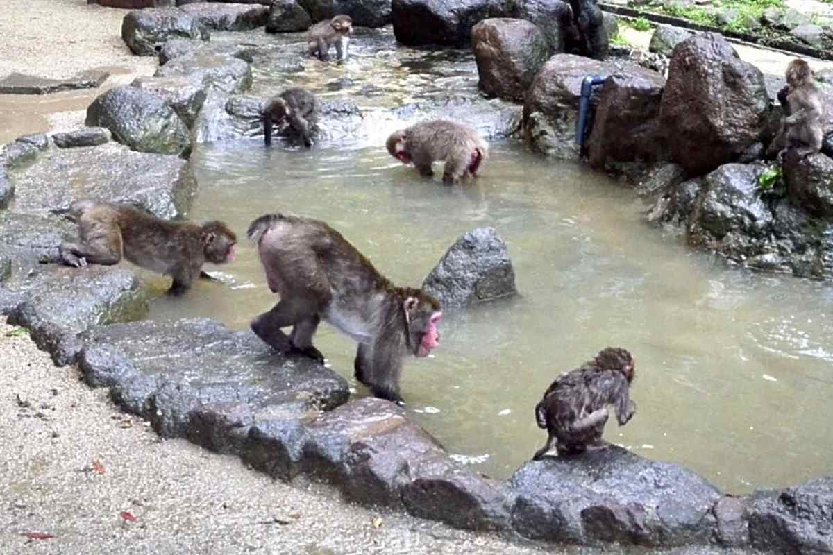 Monkeys Make a Splash in Oita Pref.; Annual Monkey Pool Opened - The ...