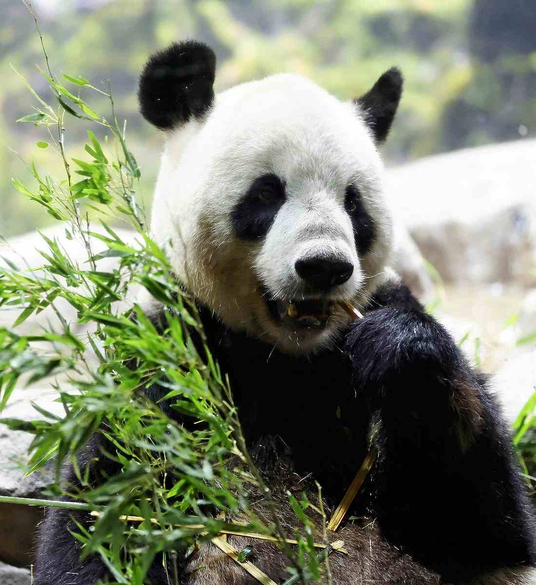 giant pandas1