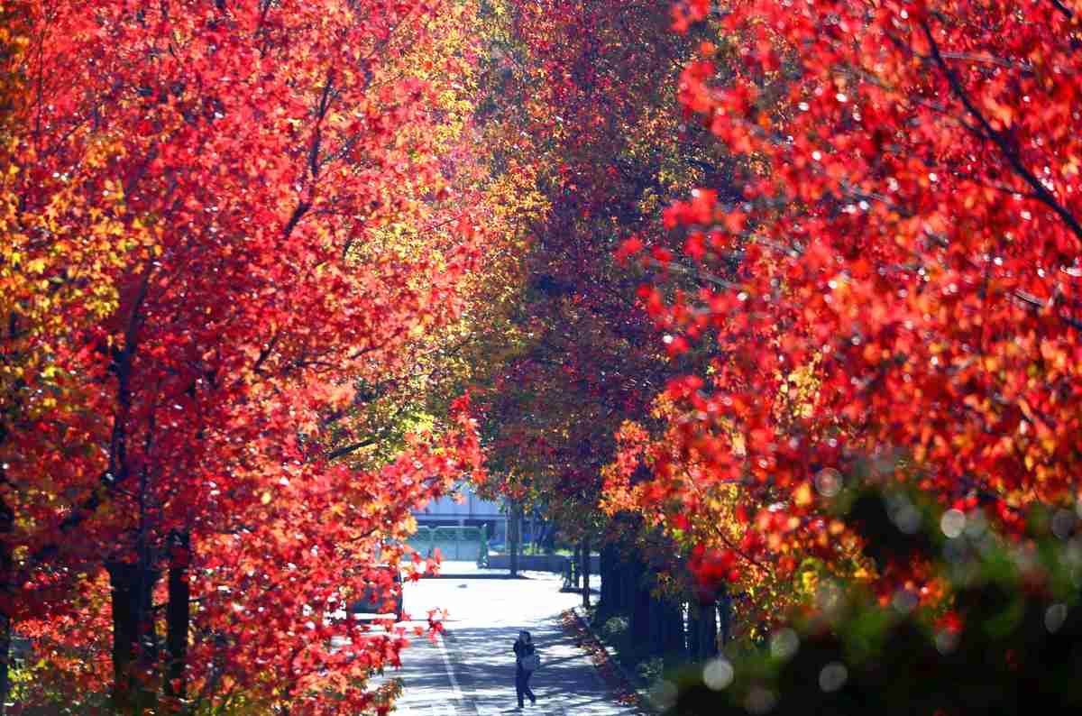 https://japannews.yomiuri.co.jp/wp-content/uploads/2024/11/autumn-leaves-2.jpg