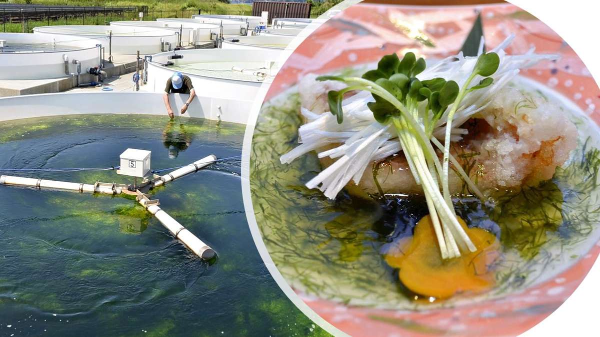 https://japannews.yomiuri.co.jp/wp-content/uploads/2024/11/seaweed.jpg