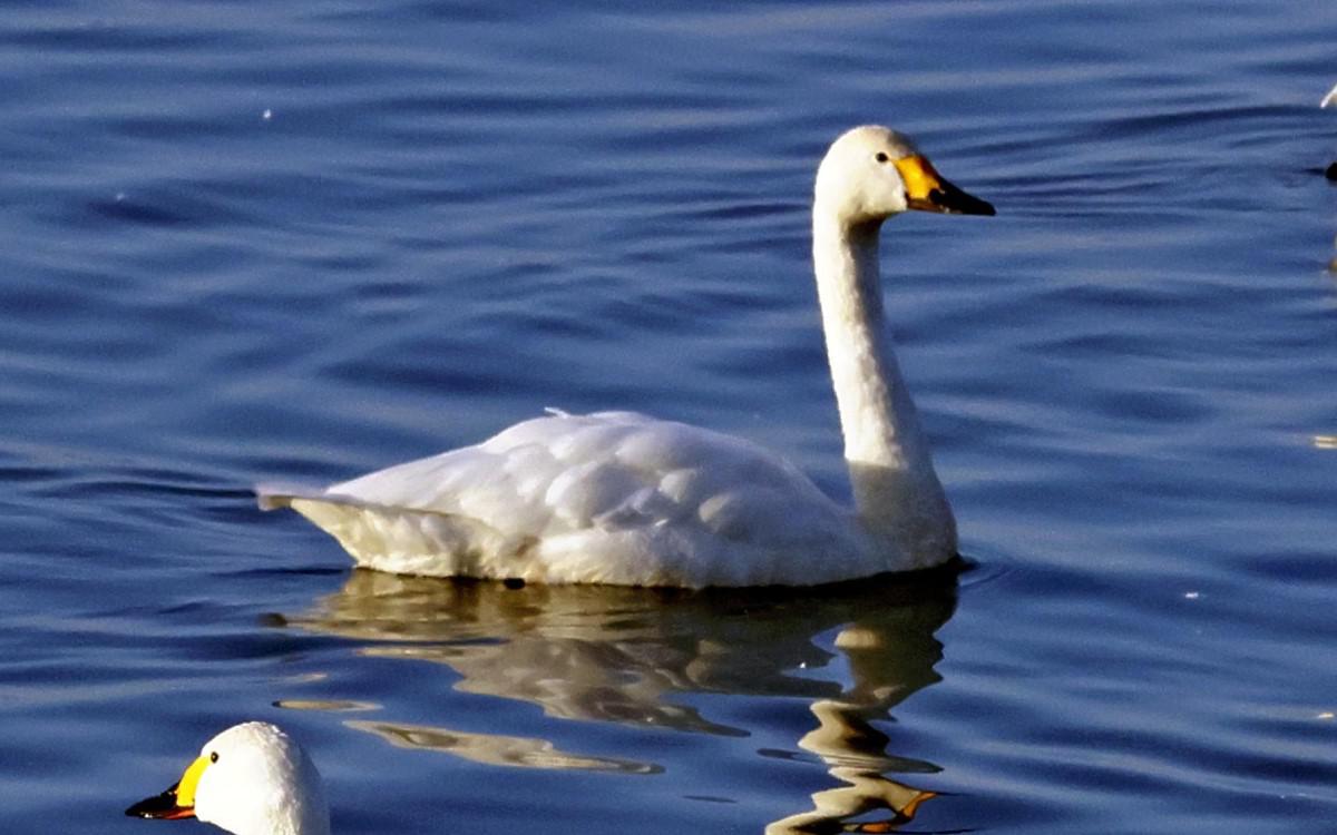 Swans return to Lake Noto in Ishikawa Prefecture. Despite the January earthquake