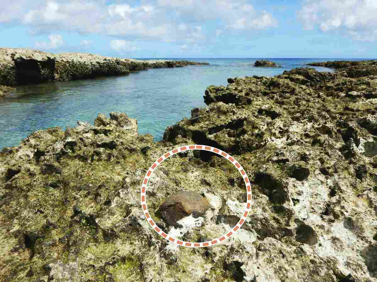 Prehistoric Stone Tool Cut Out of Coral Reef and Taken Away in Kyushu island; Artifact was Believed to Have Been Dropped in Sea During Prehistoric Jomon Period