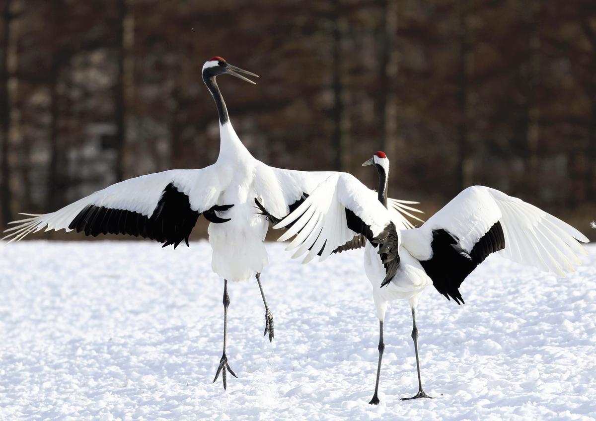 https://japannews.yomiuri.co.jp/wp-content/uploads/2025/01/SA-cranes-1.jpg