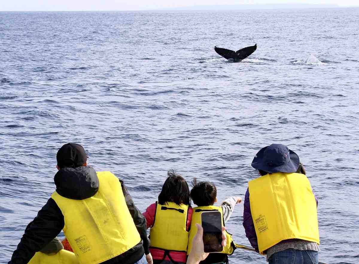 https://japannews.yomiuri.co.jp/wp-content/uploads/2025/01/jw-whale.jpg