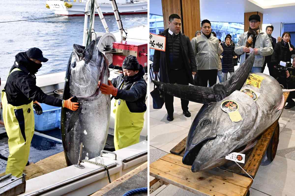 https://japannews.yomiuri.co.jp/wp-content/uploads/2025/01/tuna-0105.jpg