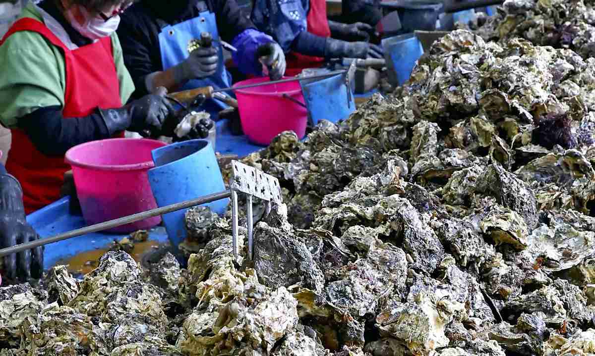 https://japannews.yomiuri.co.jp/wp-content/uploads/2025/02/Noto-oysters2.jpg