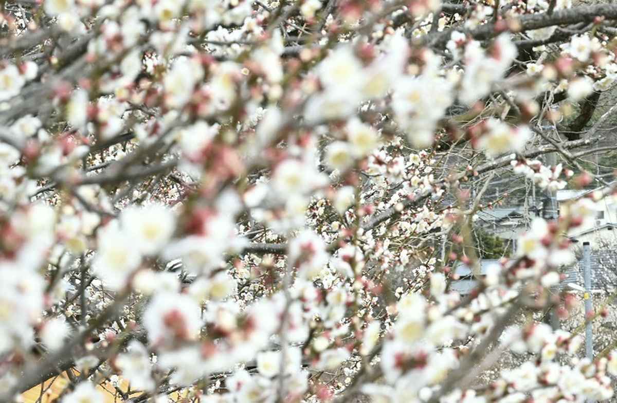 https://japannews.yomiuri.co.jp/wp-content/uploads/2025/02/SA-plum-blossom.1jpg.jpg