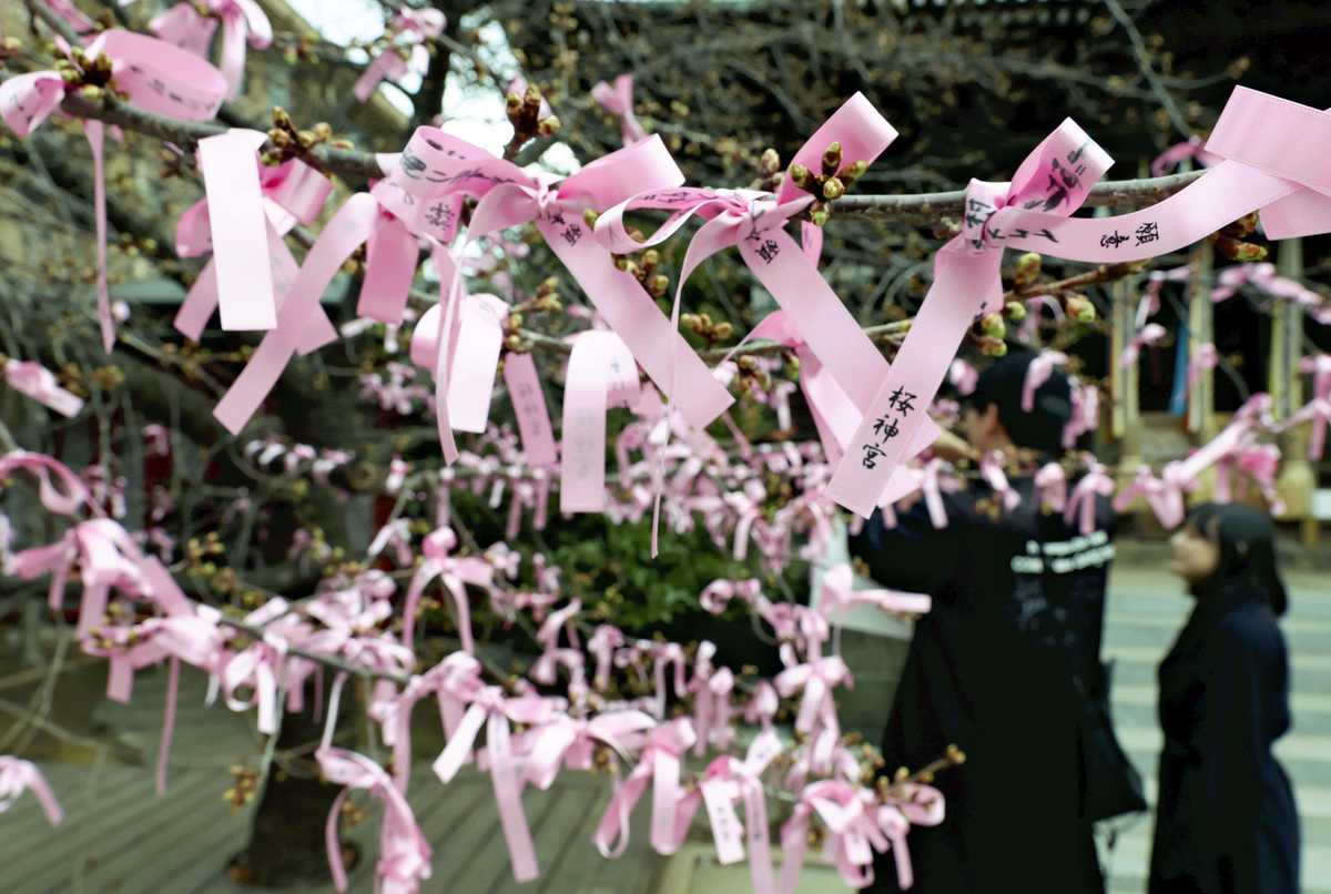 https://japannews.yomiuri.co.jp/wp-content/uploads/2025/02/SA-ribbon-sakura.jpg