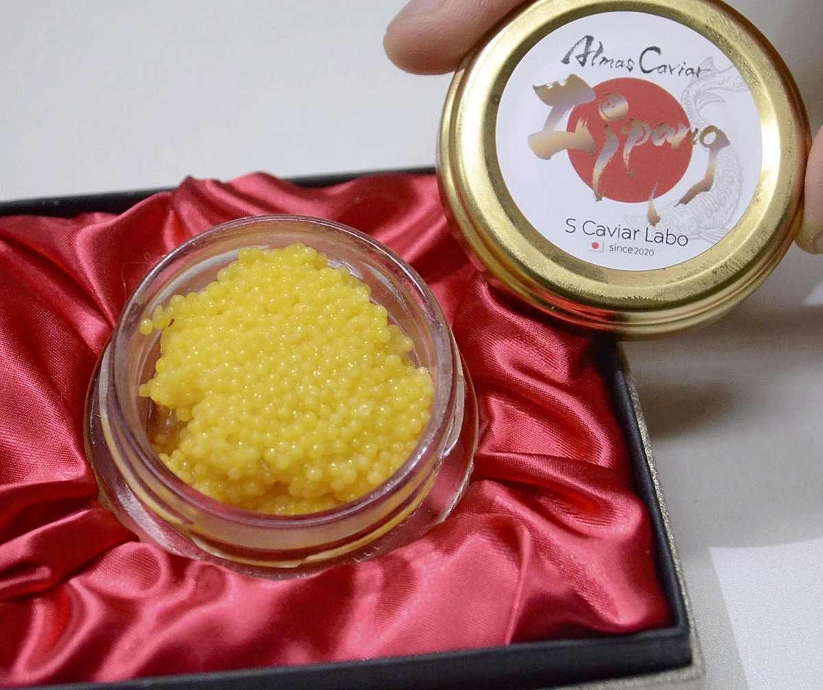 https://japannews.yomiuri.co.jp/wp-content/uploads/2025/02/golden-caviar-1.jpg