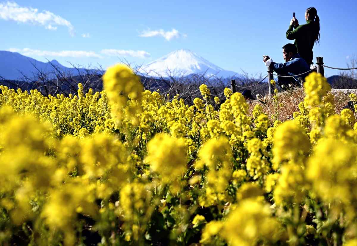 https://japannews.yomiuri.co.jp/wp-content/uploads/2025/02/rapeseed-flowers.jpg