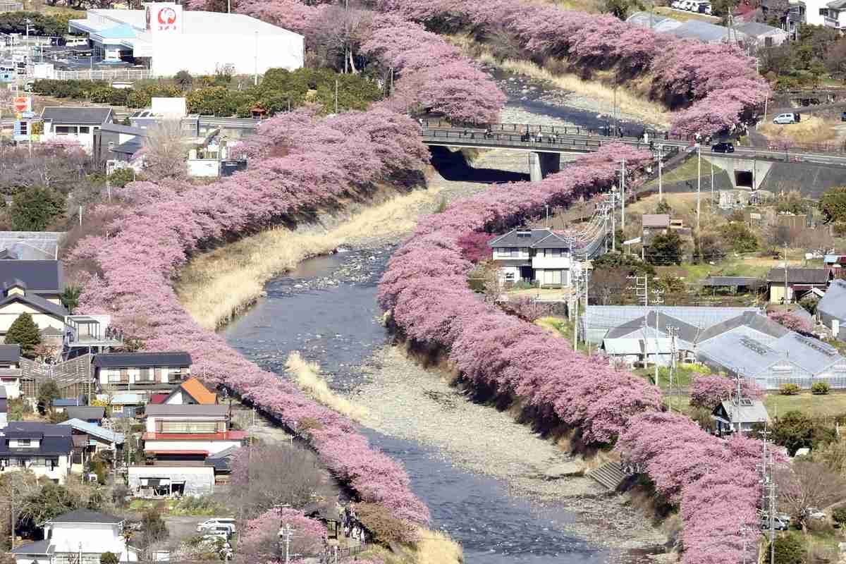 https://japannews.yomiuri.co.jp/wp-content/uploads/2025/03/SA-kawazu_2.jpg