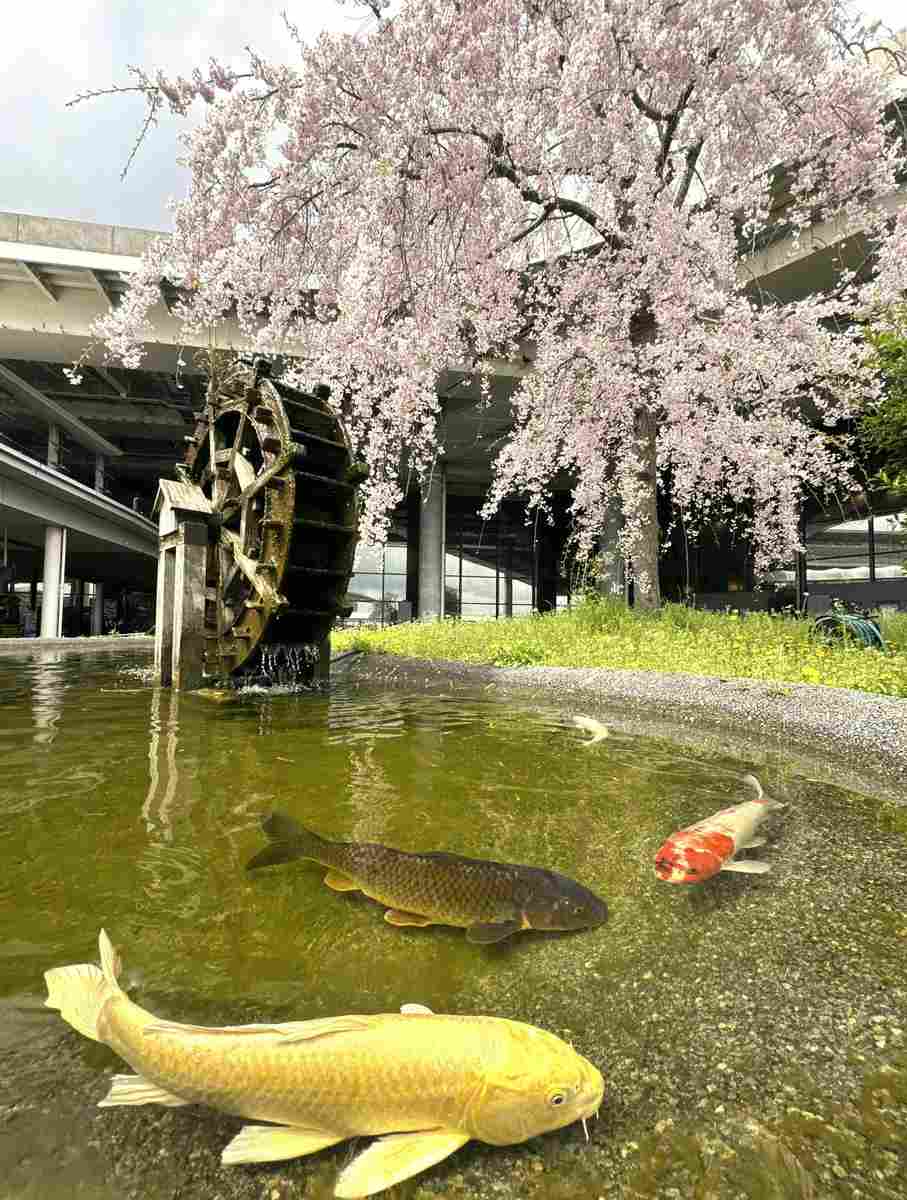 https://japannews.yomiuri.co.jp/wp-content/uploads/2025/04/%E6%9B%BF%E3%81%88%E2%91%AB%E7%A9%BA%E6%B8%AF%E3%82%B5%E3%82%AF%E3%83%A9.jpg