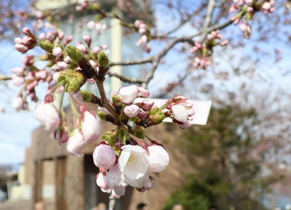 https://japannews.yomiuri.co.jp/wp-content/uploads/2025/04/20250416G0TG0029990023-e1744948678704.jpg