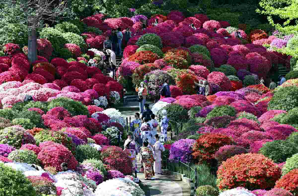 https://japannews.yomiuri.co.jp/wp-content/uploads/2025/04/Azalea.jpg