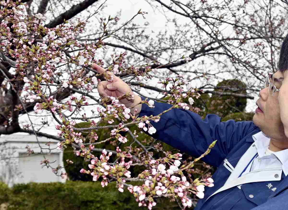 https://japannews.yomiuri.co.jp/wp-content/uploads/2025/04/Cherry-Akita.jpg