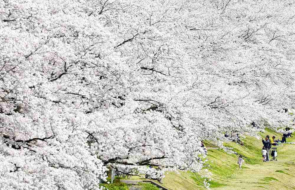 https://japannews.yomiuri.co.jp/wp-content/uploads/2025/04/Kanazawa-sakura.jpg