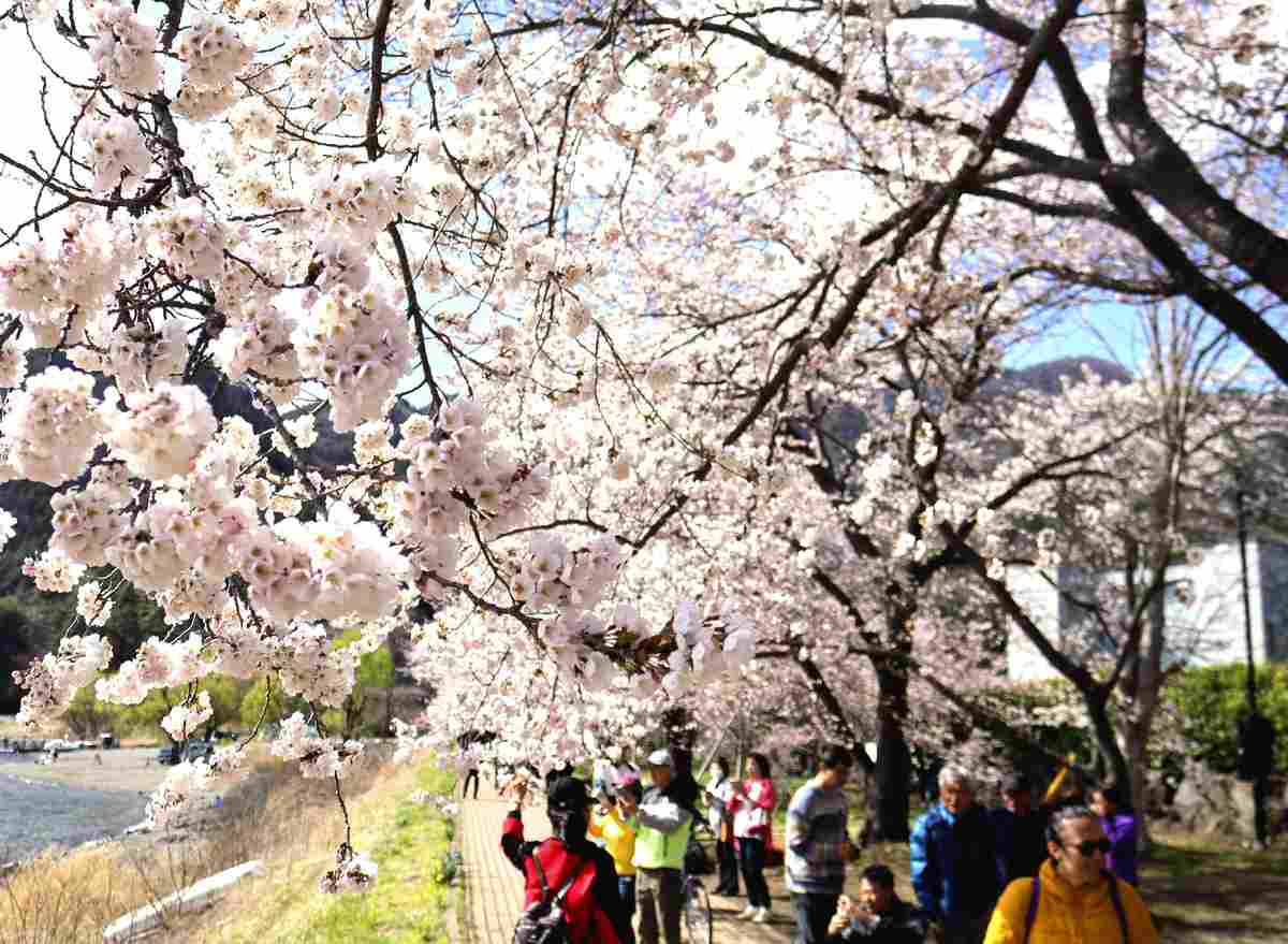 https://japannews.yomiuri.co.jp/wp-content/uploads/2025/04/Yamanashi-sakura1.jpg