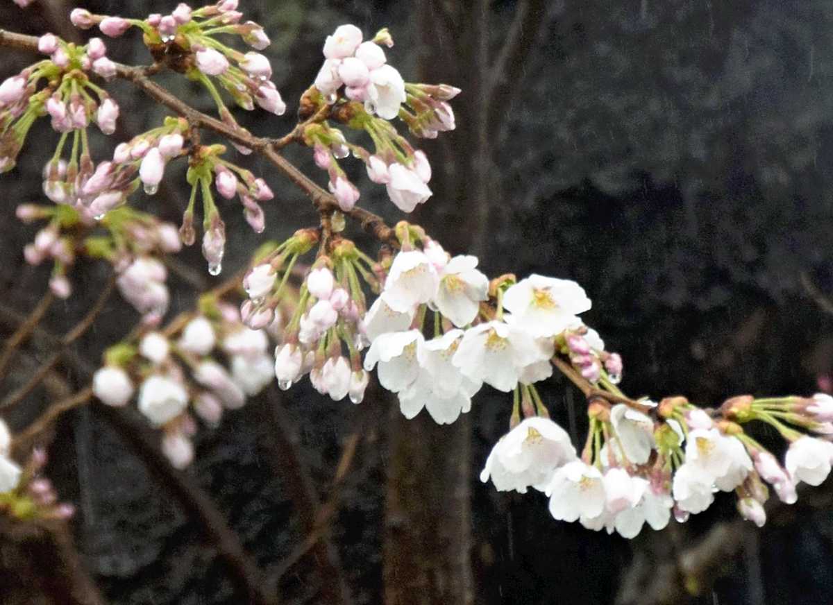 https://japannews.yomiuri.co.jp/wp-content/uploads/2025/04/kitakami-sakura-1.jpg