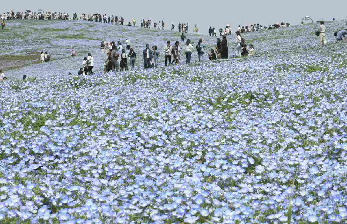https://japannews.yomiuri.co.jp/wp-content/uploads/2025/04/nemophila2.jpg