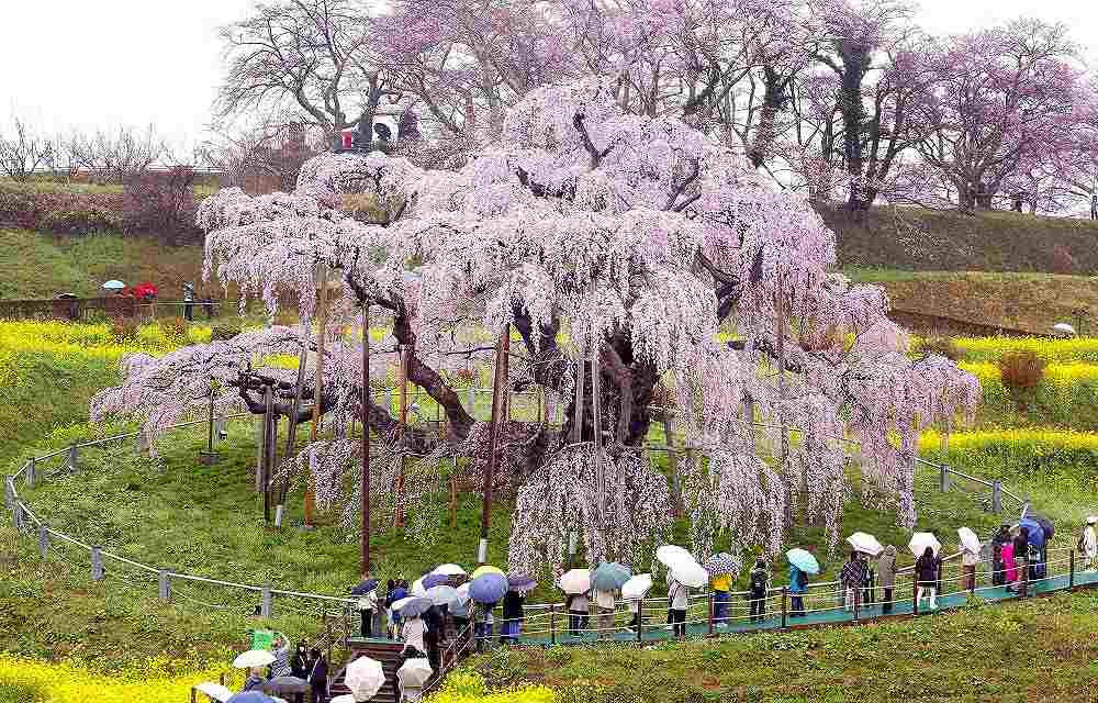https://japannews.yomiuri.co.jp/wp-content/uploads/2025/04/waterfall-cherry-blossom.jpg