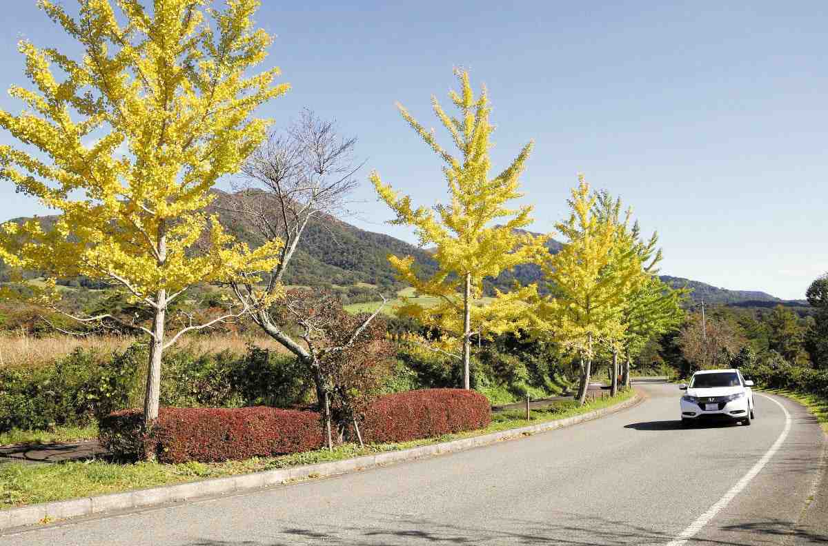 https://japannews.yomiuri.co.jp/wp-content/uploads/2025/10/gingko.jpg