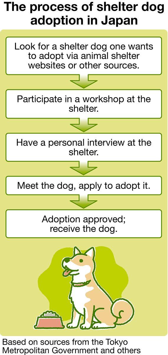 perspective dog CHART 1 (web)