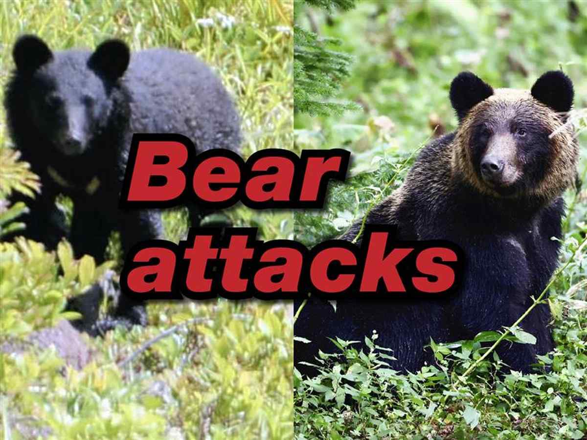 https://japannews.yomiuri.co.jp/wp-content/uploads/2025/11/Bear-attacks_thumbnail-2.jpg