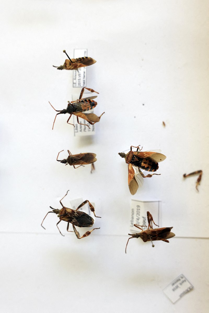 Lebanon’s Historic Pines Are Dying, One Cone at a Time