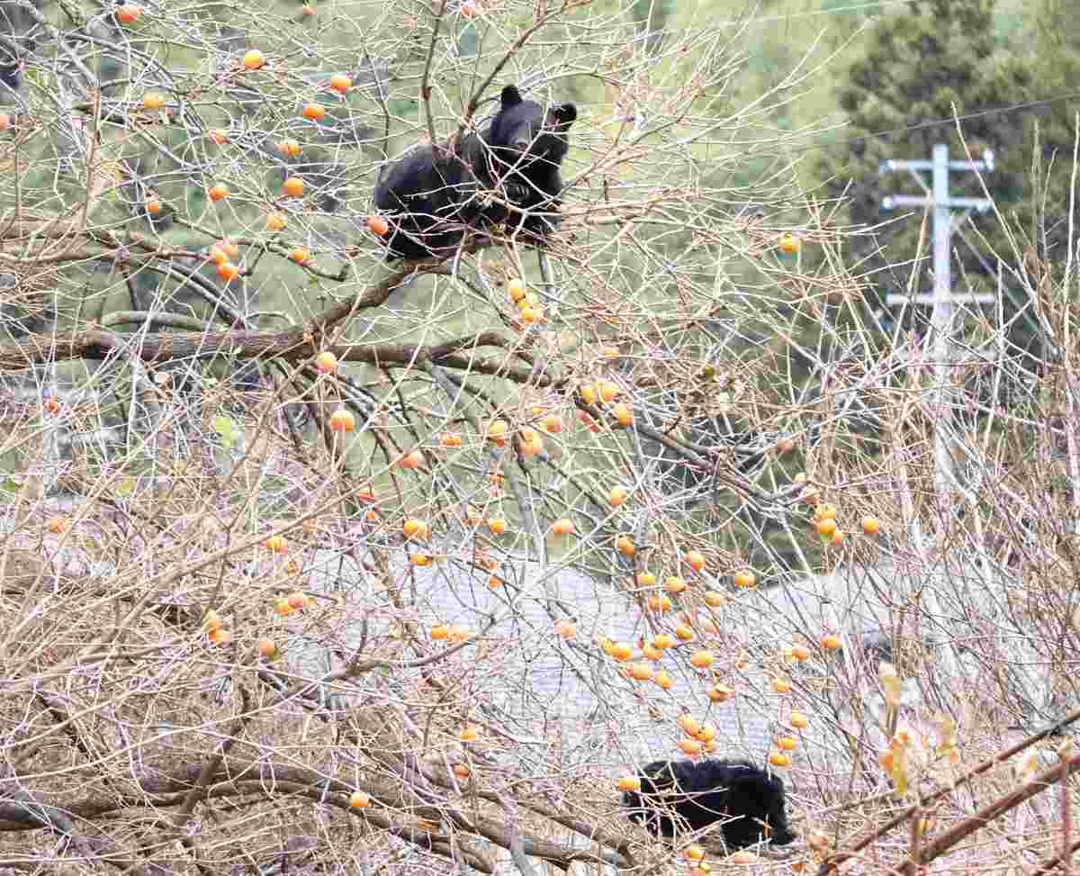 https://japannews.yomiuri.co.jp/wp-content/uploads/2025/11/bears-1.jpg
