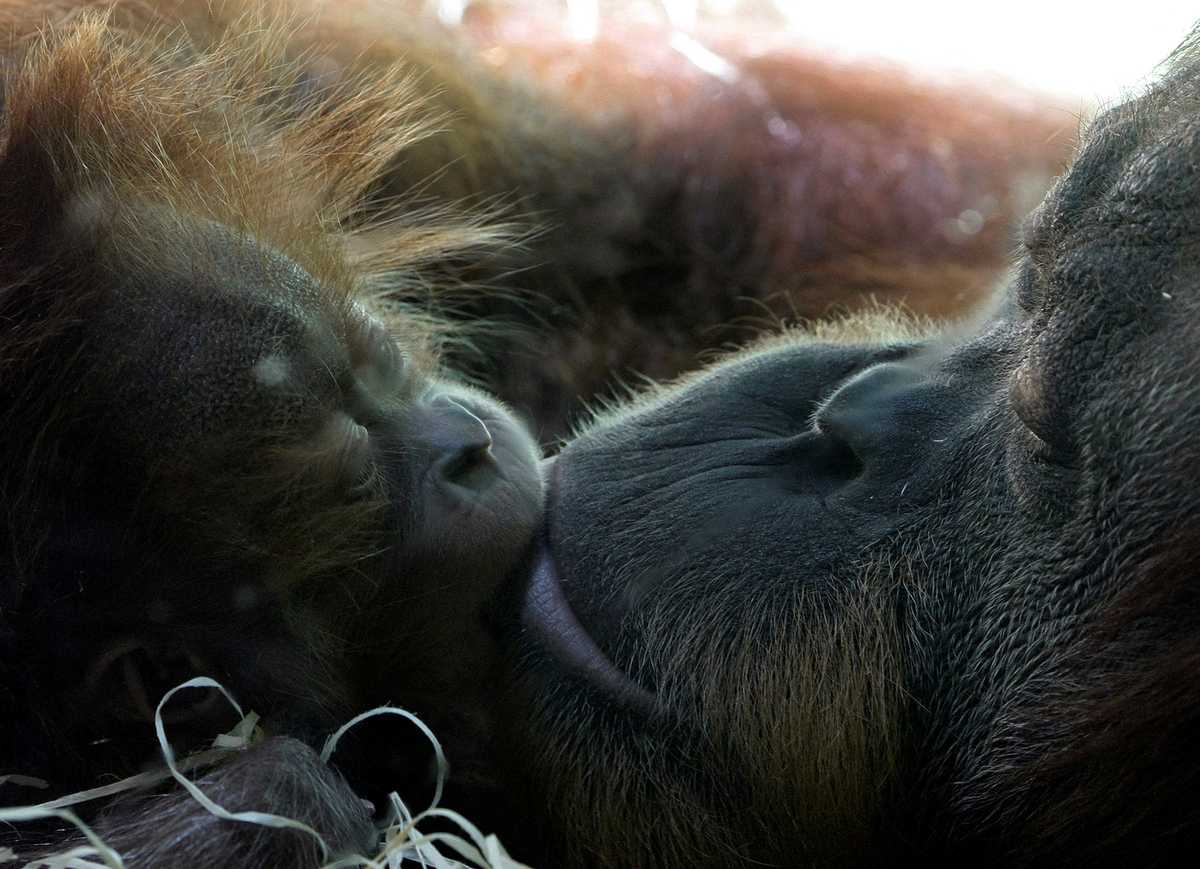 First Kiss Was 20 Million Years Ago by Early Primates
