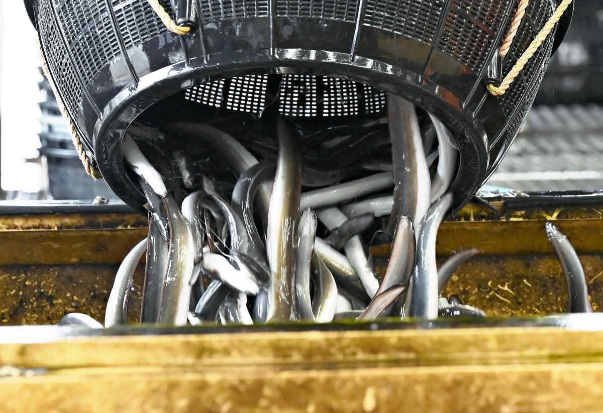 Japanese Eels Escape New Regulation in Vote at CITES Meeting, Avoiding Higher Prices for Dealers and Diners