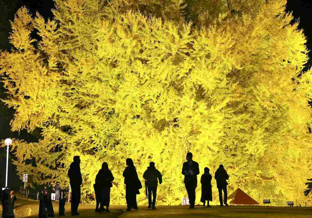https://japannews.yomiuri.co.jp/wp-content/uploads/2025/11/ginkgo-yoko-for-web.jpg