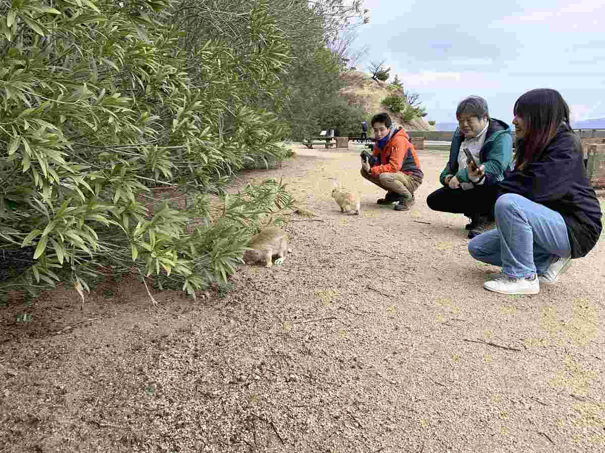 Research Team, Picture Book Author Seek Genetic History of Japan’s ‘Rabbit Island’