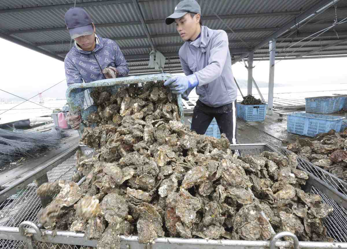 Mass Oyster Die-Offs Confirmed in Japan’s Seto Inland Sea; High Water Temperature Cited as Primary Cause