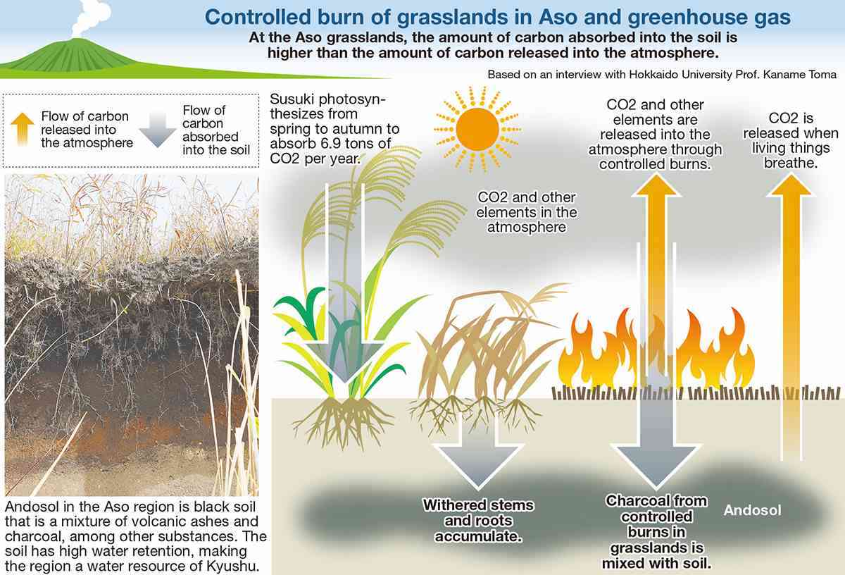 AsoPerspectiveChart (web)