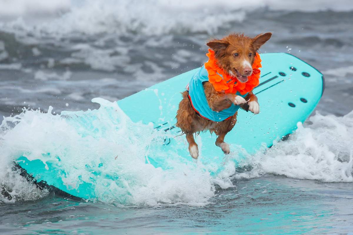 P3)Doggie diversity in size and shape