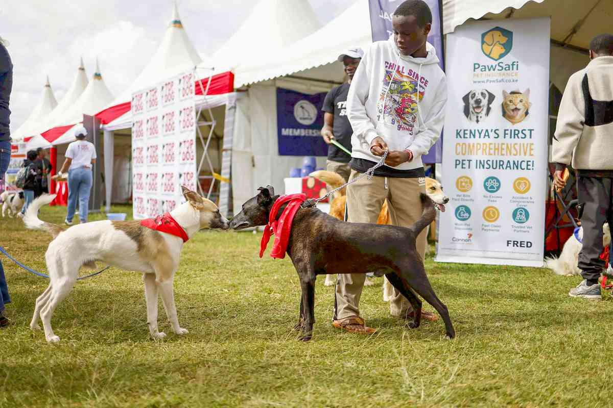 Paws on Parade: Nairobi’s Dogs Dazzle at ‘Pawchella’