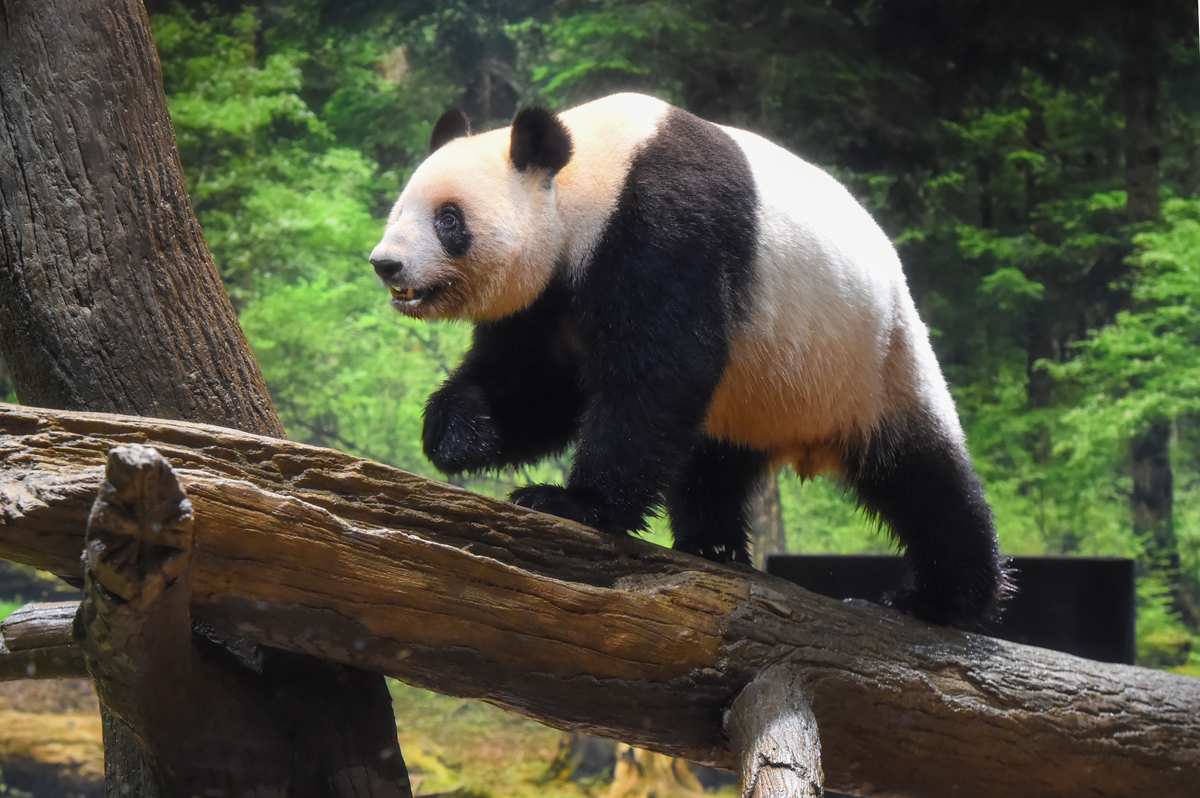 Japan and Middle East: Quickly Provide Support; Don’t Leave Region in Ruins