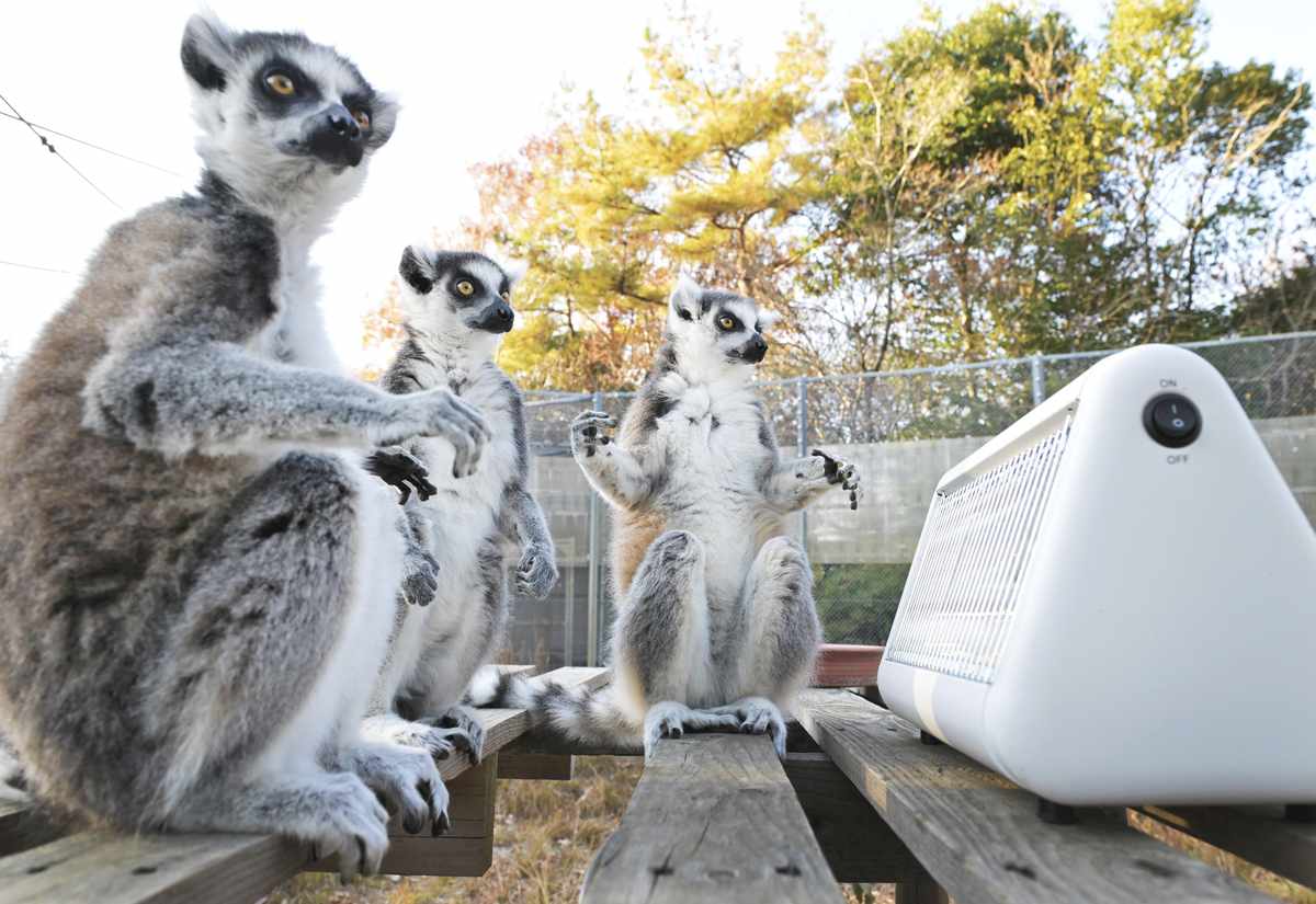 Ring-Tailed Lemurs Warm Themselves Up at Japan Monkey Centre in Aichi Pref.