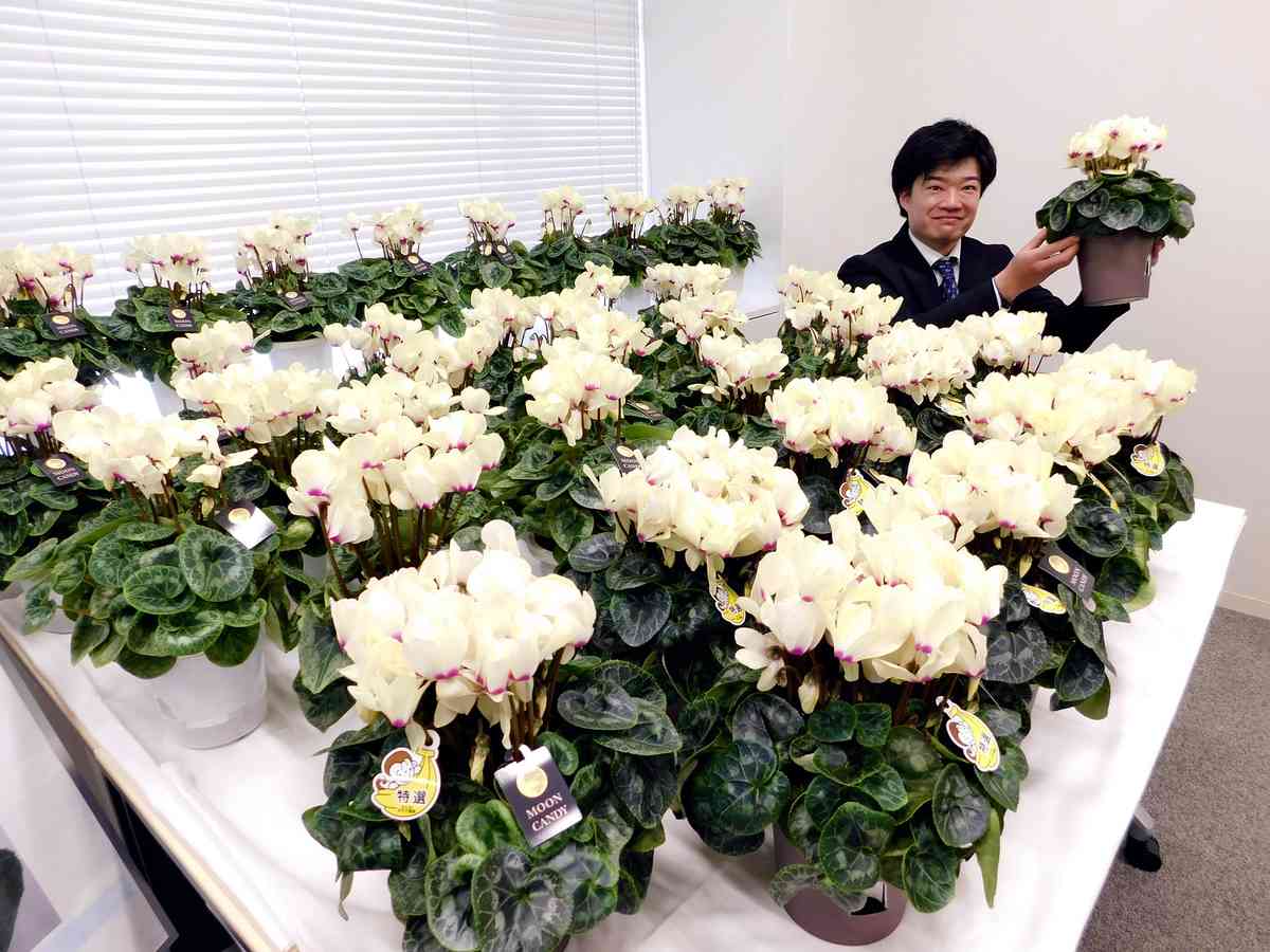 https://japannews.yomiuri.co.jp/wp-content/uploads/2025/12/cyclamen.jpg