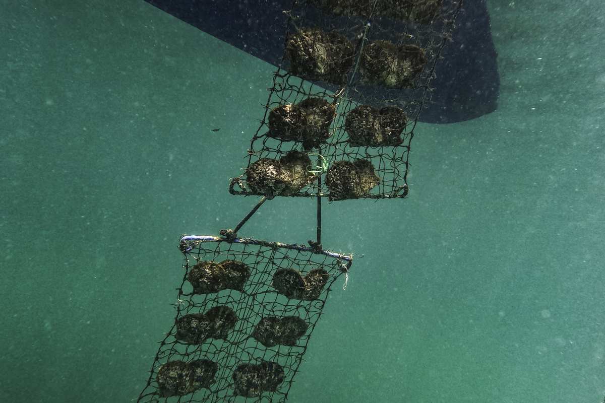 Climate Change, Aging Farmers Endanger Japan’s ‘Rolls-Royce of Pearls’