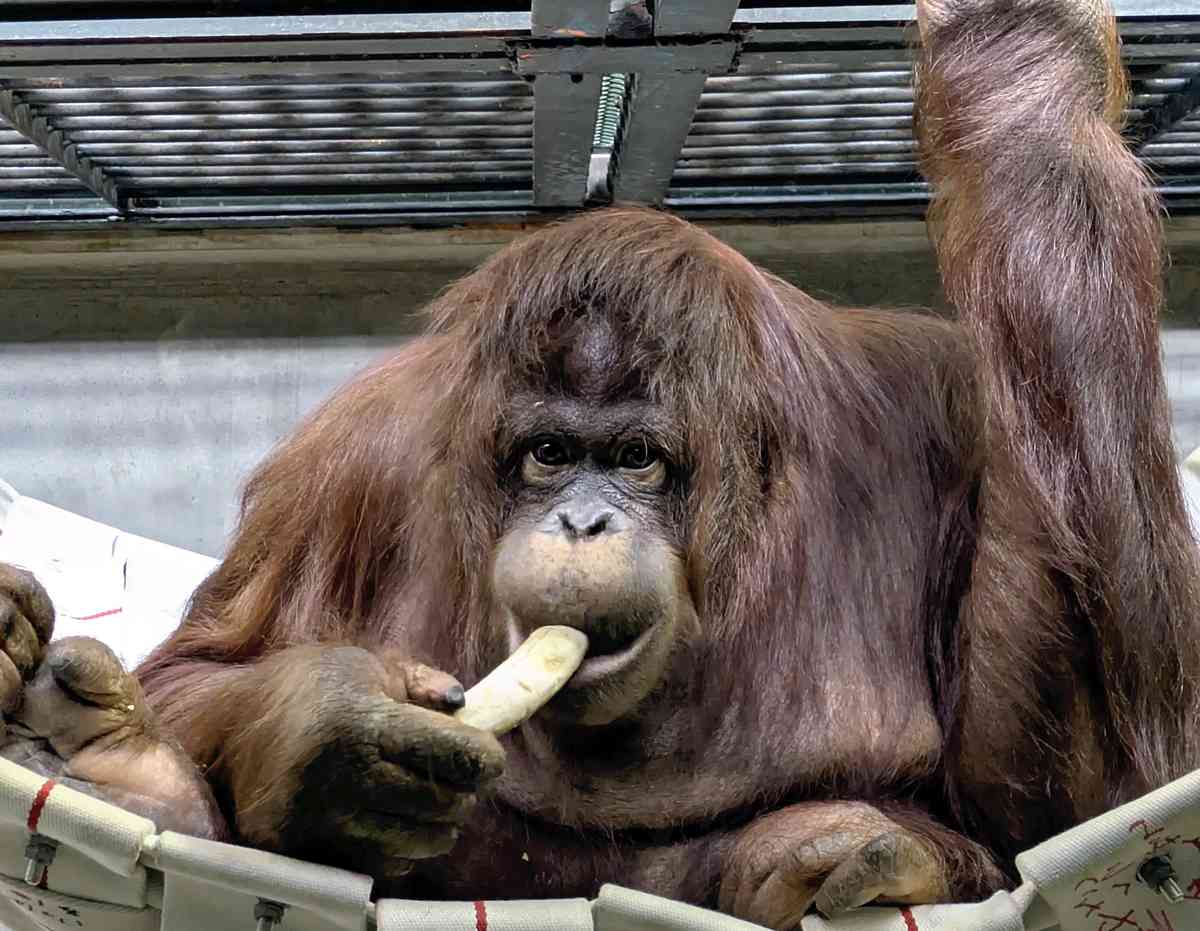 https://japannews.yomiuri.co.jp/wp-content/uploads/2026/01/JW-orangut.jpg