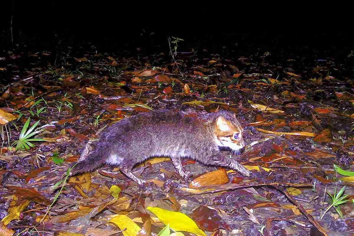 Cat Feared Extinct Rediscovered in Thailand