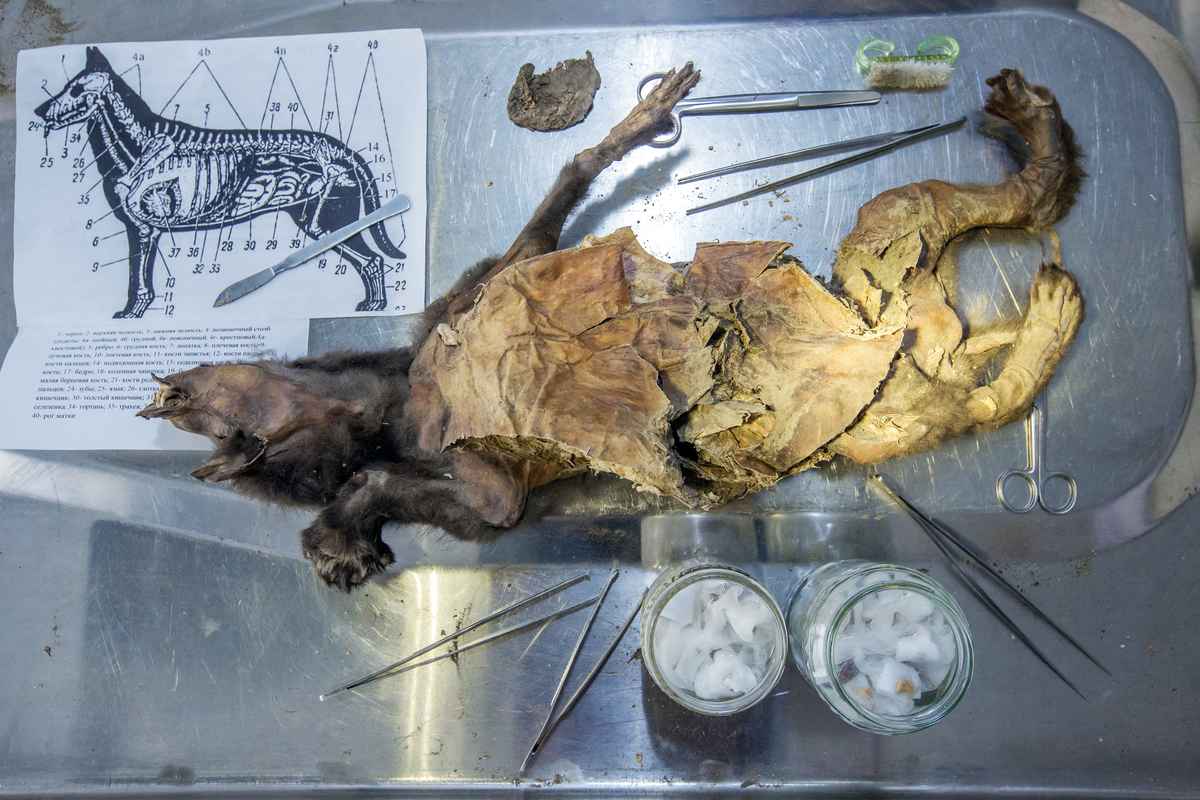 Scientists Recover Ice Age Rhino’s Genome from Meat Eaten by Wolf