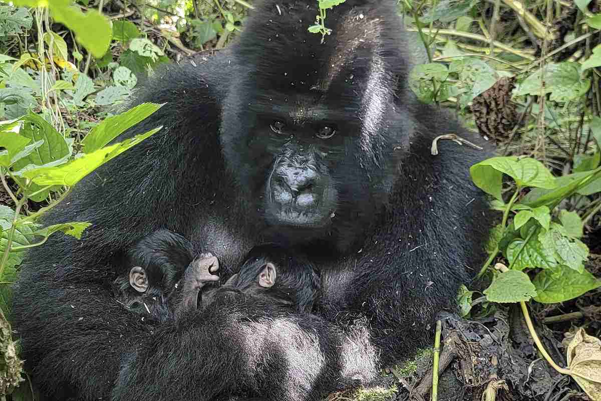Rare Gorilla Twins Born in Democratic Republic of Congo Nature Park